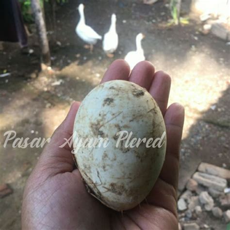 Jimat telur angsa busuk  Jenis telur ini menjadi yang paling umum ditemukan di pasaran